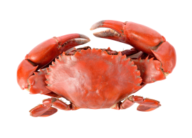 steamed-crab-isolated-white-background